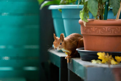 Close-up of squirrel in flower pot