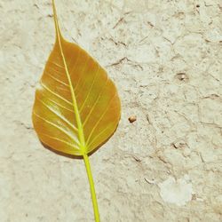 Close-up of yellow leaves on plant