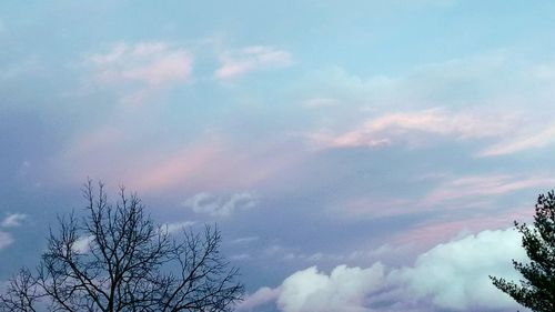 Low angle view of tree against sky