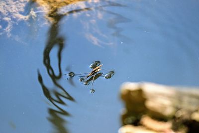 High angle view of insect on lake