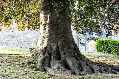 Tree trunk in a field