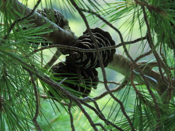 Low angle view of plants