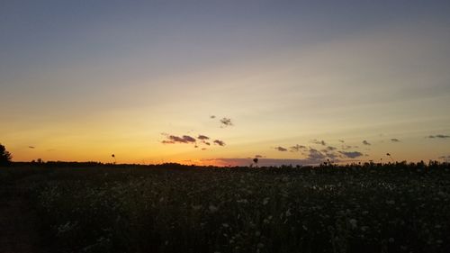 Scenic view of agricultural field against sky during sunset