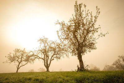 Tree on field against sky