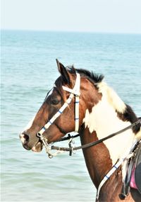 Horse in a sea