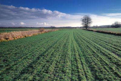 Scenic view of agricultural field against sky