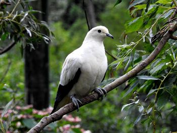 Close-up of bird perching on tree