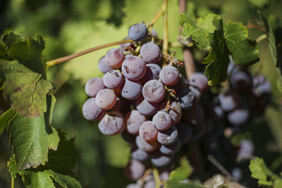 Close-up of grapes growing on plant