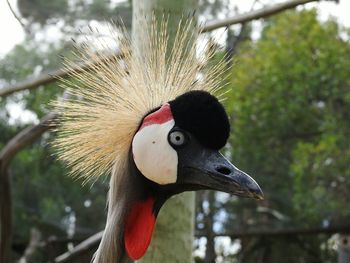 Close-up of a bird