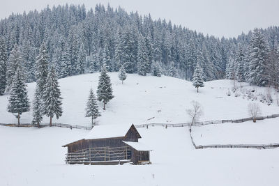 Trees on snow covered landscape