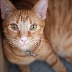 Close-up portrait of a cat