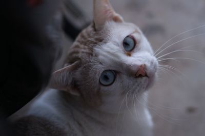 Close-up of cat looking away