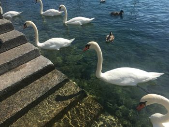 High angle view of swans swimming on lake