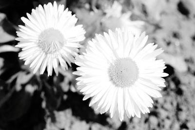 Close-up of flowers blooming outdoors