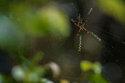 Close-up of spider on web