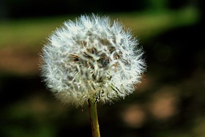 Close-up of dandelion