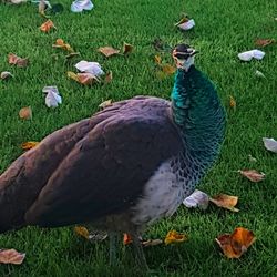 Peacock in field