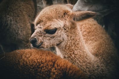 Close-up of alpaca