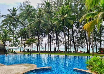 Swimming pool by palm trees