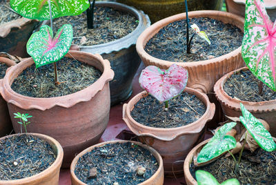 High angle view of potted plants