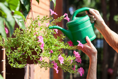 Cropped hands watering plants