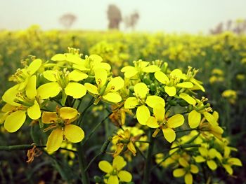 Close-up of flowers growing in field