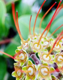 Close-up of flowers