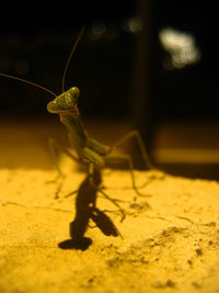 Close-up of insect on leaf