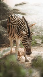 Zebra standing on field