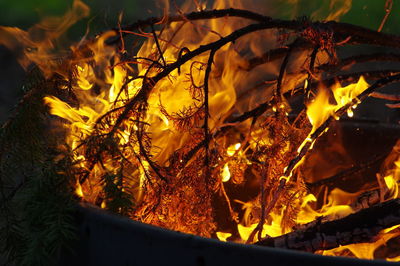 Close-up of pine needles burning in a campfire 