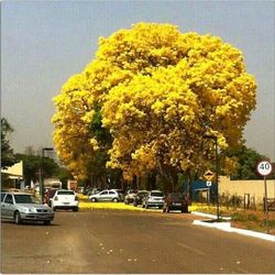 Car on road