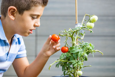 Boy picking tomatoes from a tomato plant at home