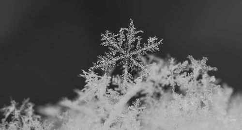 Close-up of snowflakes during winter