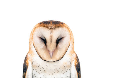 Close-up of a bird against white background