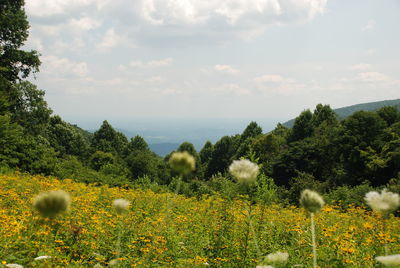 Flowers growing on field against sky