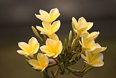 Close-up of yellow  frangipani flowers against white background