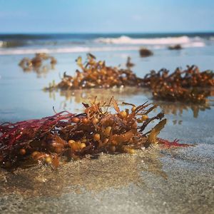 Seaweed on shore at beach