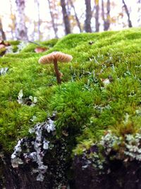 Trees growing on field