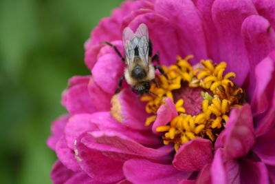 Close-up of bee on pink flower