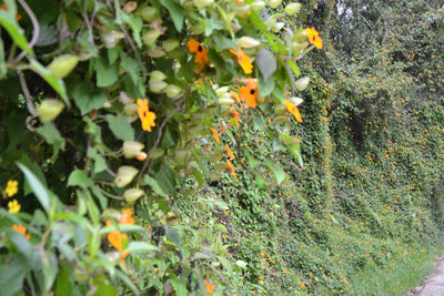 Plant growing on a tree
