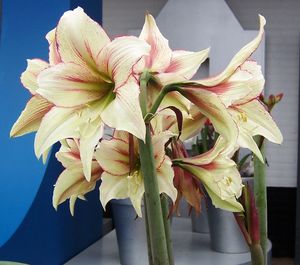 Close-up of flowers