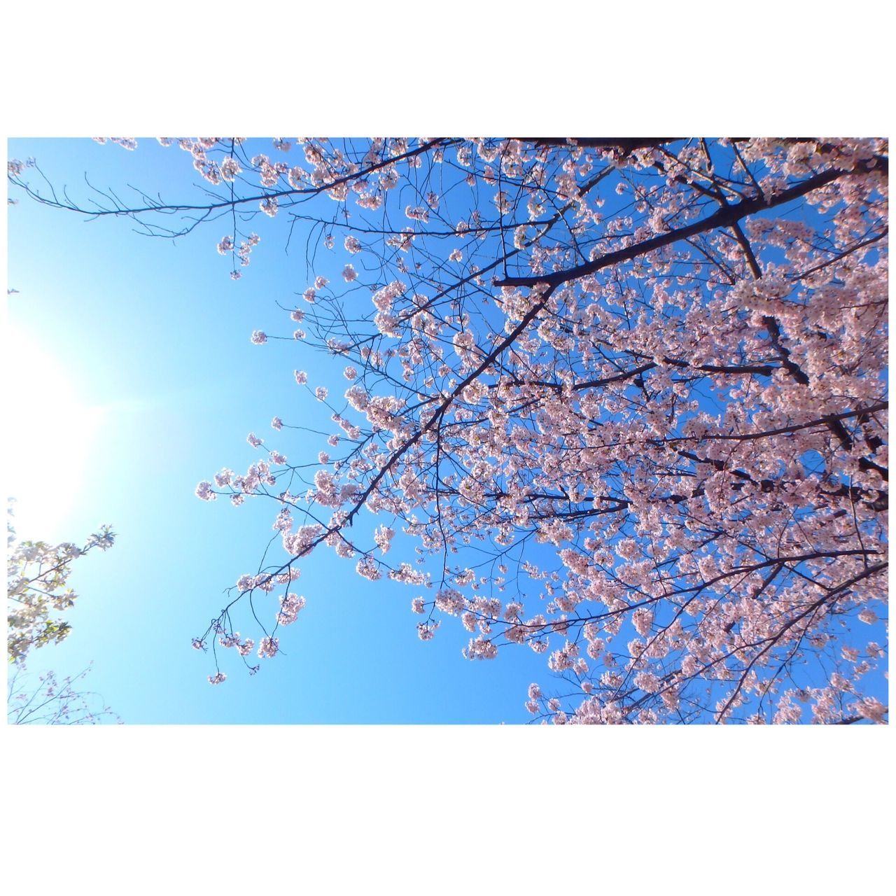 transfer print, low angle view, branch, tree, auto post production filter, flower, growth, beauty in nature, clear sky, nature, blue, sky, freshness, sunlight, day, fragility, blossom, outdoors, no people, tranquility