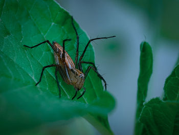 Close-up of insect on leaf