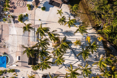 High angle view of plants by building