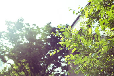 Low angle view of leaves against clear sky