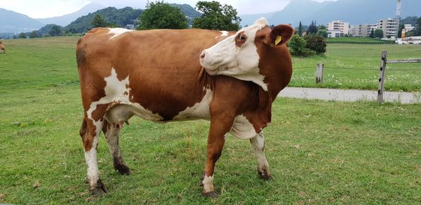 Cow standing in a field