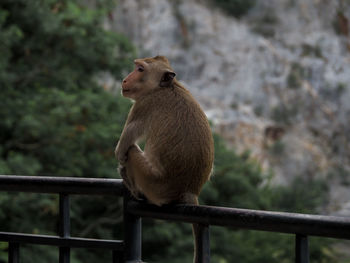 Close-up of looking away on railing