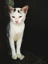 Portrait of white cat