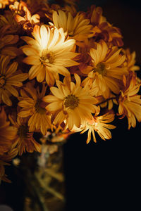 Close-up of yellow daisy flowers