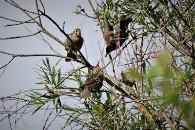 Bird perching on a tree